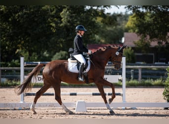 Duits sportpaard, Merrie, 6 Jaar, 170 cm, Donkere-vos