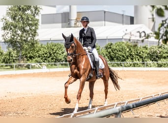 Duits sportpaard, Merrie, 6 Jaar, 170 cm, Donkere-vos
