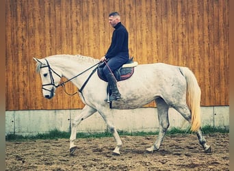 Duits sportpaard, Merrie, 6 Jaar, 170 cm, Schimmel