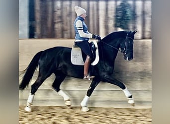 Duits sportpaard, Merrie, 6 Jaar, 170 cm, Zwart