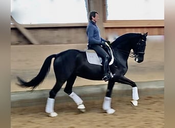 Duits sportpaard, Merrie, 6 Jaar, 170 cm, Zwart