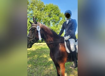 Duits sportpaard, Merrie, 6 Jaar, 170 cm, Zwart