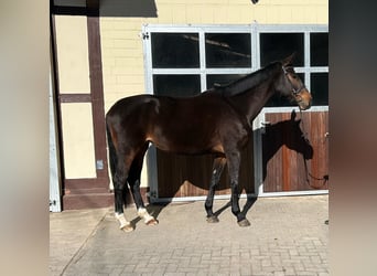 Duits sportpaard, Merrie, 6 Jaar, 171 cm, Donkerbruin