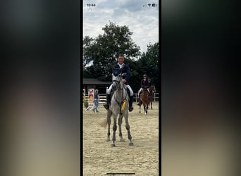 Duits sportpaard, Merrie, 6 Jaar, 171 cm, Schimmel