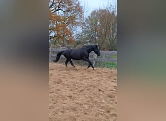 Duits sportpaard, Merrie, 6 Jaar, 171 cm, Zwart