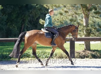 Duits sportpaard, Merrie, 6 Jaar, 172 cm, Brauner