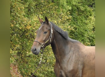 Duits sportpaard, Merrie, 6 Jaar, 172 cm, Bruin