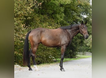 Duits sportpaard, Merrie, 6 Jaar, 172 cm, Bruin