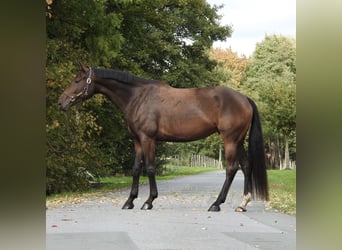 Duits sportpaard, Merrie, 6 Jaar, 172 cm, Bruin
