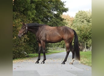 Duits sportpaard, Merrie, 6 Jaar, 172 cm, Bruin