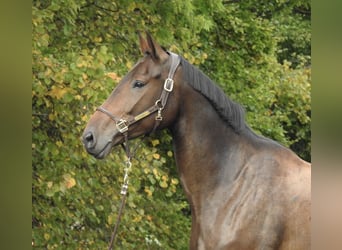 Duits sportpaard, Merrie, 6 Jaar, 172 cm, Bruin