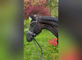 Duits sportpaard, Merrie, 6 Jaar, 172 cm, Zwart