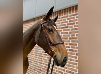 Duits sportpaard, Merrie, 6 Jaar, 173 cm, Bruin