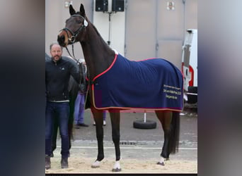 Duits sportpaard, Merrie, 6 Jaar, 174 cm, Bruin