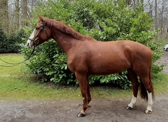 Duits sportpaard, Merrie, 6 Jaar, 174 cm, Vos
