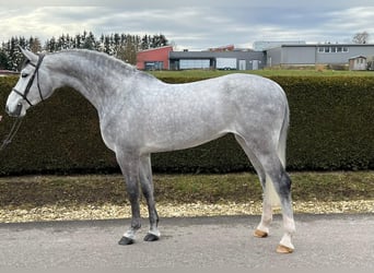 Duits sportpaard, Merrie, 6 Jaar, 175 cm, Schimmel