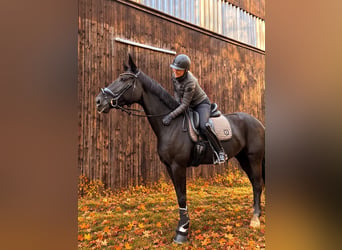 Duits sportpaard, Merrie, 6 Jaar, 175 cm, Zwart