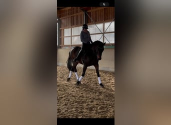 Duits sportpaard, Merrie, 6 Jaar, 175 cm, Zwartbruin