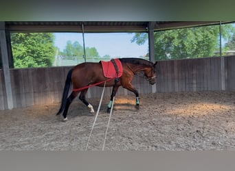 Duits sportpaard, Merrie, 6 Jaar, 177 cm, Bruin