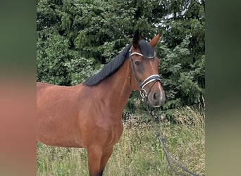 Duits sportpaard, Merrie, 6 Jaar, 177 cm, Bruin