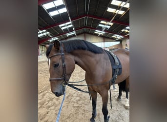 Duits sportpaard, Merrie, 6 Jaar, Bruin