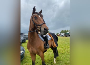 Duits sportpaard, Merrie, 6 Jaar, Bruin