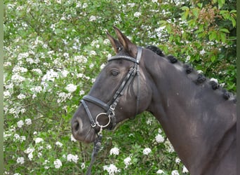 Duits sportpaard, Merrie, 6 Jaar, Zwart