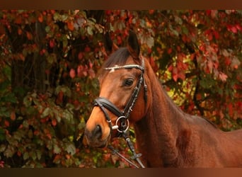 Duits sportpaard, Merrie, 7 Jaar, 160 cm, Bruin