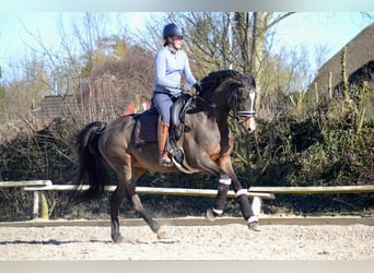 Duits sportpaard, Merrie, 7 Jaar, 163 cm, Donkerbruin