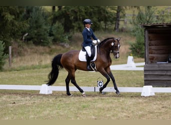 Duits sportpaard, Merrie, 7 Jaar, 163 cm, Donkerbruin
