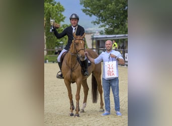 Duits sportpaard, Merrie, 7 Jaar, 163 cm, Donkere-vos