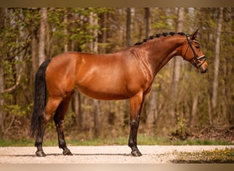 Duits sportpaard, Merrie, 7 Jaar, 164 cm, Brauner