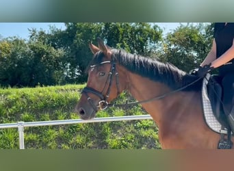 Duits sportpaard, Merrie, 7 Jaar, 164 cm, Bruin