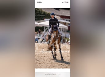 Duits sportpaard, Merrie, 7 Jaar, 164 cm, Bruin