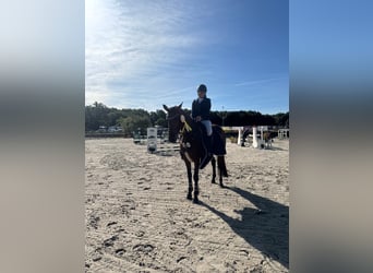 Duits sportpaard, Merrie, 7 Jaar, 164 cm, Bruin