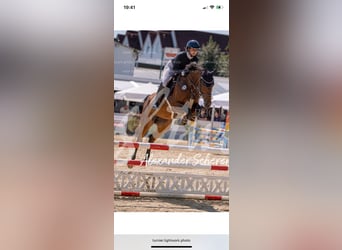 Duits sportpaard, Merrie, 7 Jaar, 164 cm, Bruin
