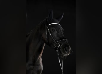 Duits sportpaard, Merrie, 7 Jaar, 164 cm, Zwartbruin