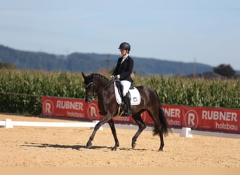 Duits sportpaard, Merrie, 7 Jaar, 164 cm, Zwartbruin