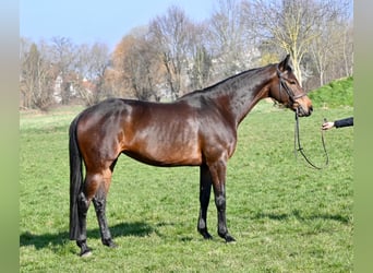 Duits sportpaard, Merrie, 7 Jaar, 165 cm, Brauner