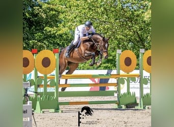 Duits sportpaard, Merrie, 7 Jaar, 165 cm, Bruin