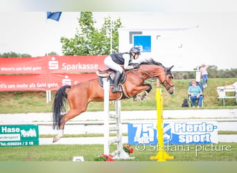 Duits sportpaard, Merrie, 7 Jaar, 165 cm, Bruin
