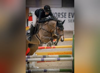 Duits sportpaard, Merrie, 7 Jaar, 165 cm, Bruin