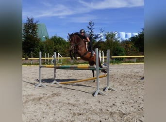 Duits sportpaard, Merrie, 7 Jaar, 165 cm, Bruin