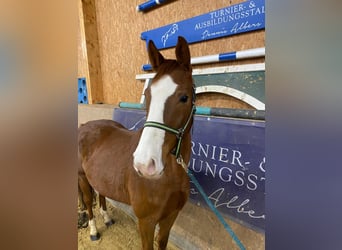 Duits sportpaard, Merrie, 7 Jaar, 165 cm, Vos