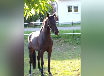 Duits sportpaard, Merrie, 7 Jaar, 165 cm, Zwartbruin