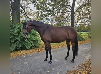 Duits sportpaard, Merrie, 7 Jaar, 166 cm, Bruin