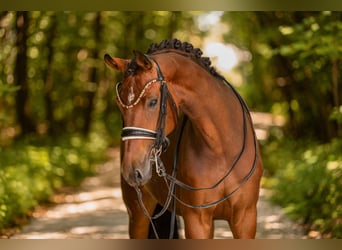 Duits sportpaard, Merrie, 7 Jaar, 166 cm, Bruin