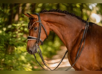 Duits sportpaard, Merrie, 7 Jaar, 166 cm, Bruin