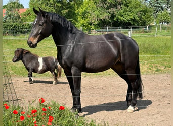 Duits sportpaard, Merrie, 7 Jaar, 166 cm, Donkerbruin