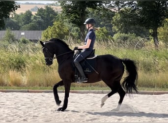 Duits sportpaard, Merrie, 7 Jaar, 166 cm, Zwart